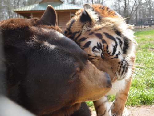 Странная дружба: за что нас любят животные фото