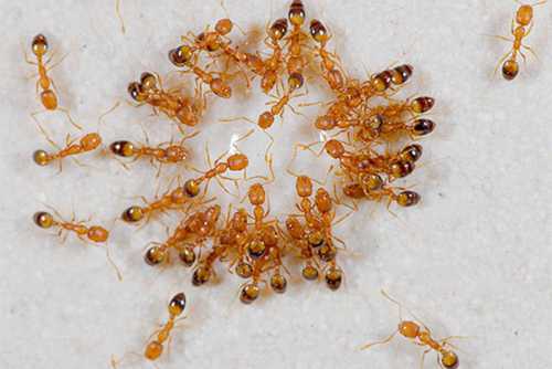 Домашние домовые муравьи: как с ними бороться