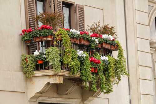 Цветы для вашего балкона